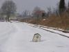 Żnin Wąsk (foto 90) Żnin Wąsk (foto 90)