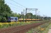 SM31-009 SM31-009